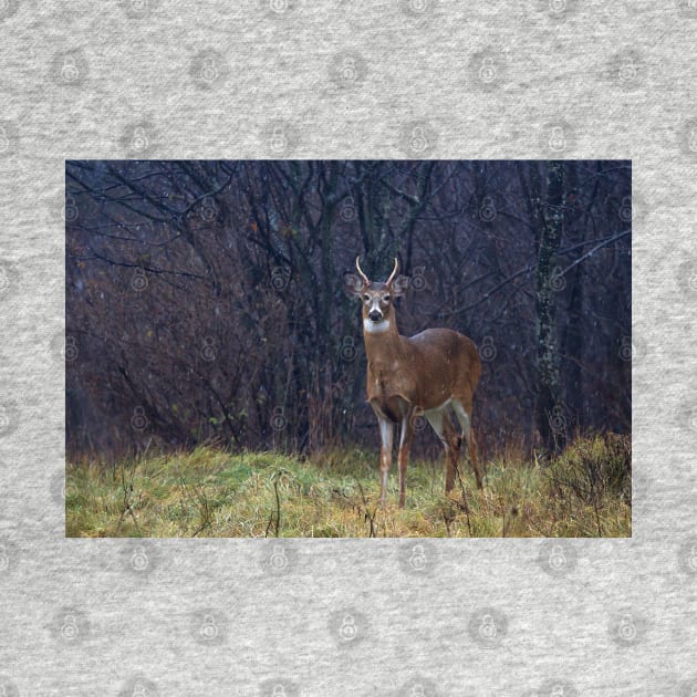 Young Buck in Snow by Jim Cumming